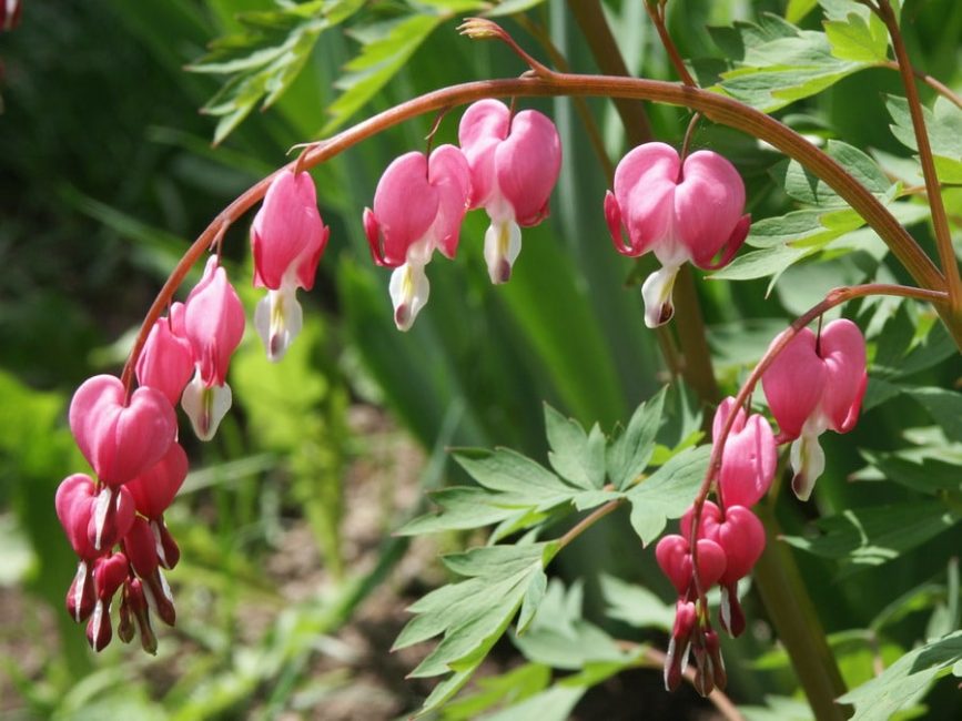 Dicentra est magnifique