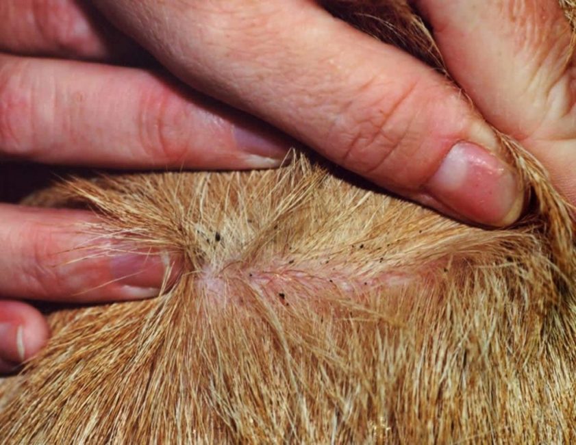 Les puces sont des insectes suceurs de sang