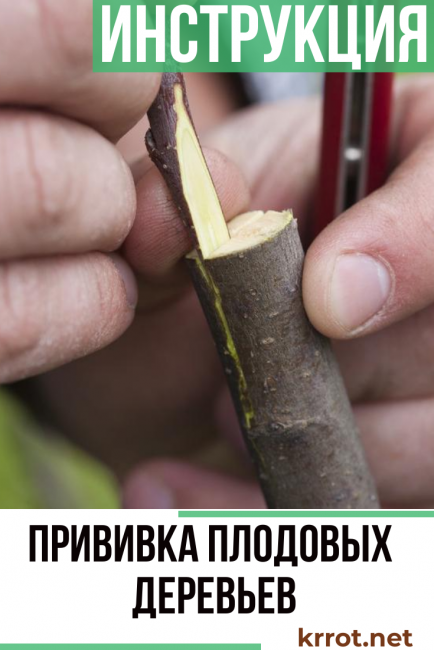 Greffe d'arbres fruitiers