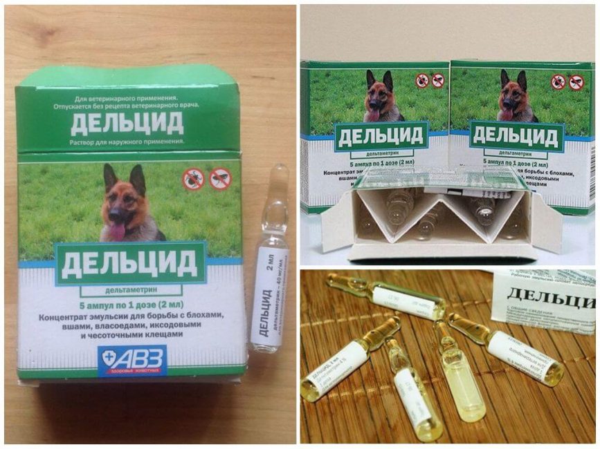 Delcid en ampoules pour traiter un appartement contre les puces