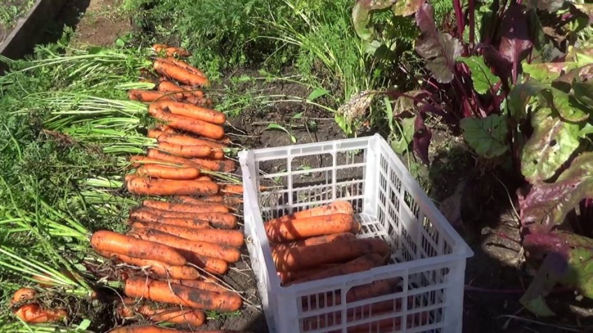 Comment garder les carottes fraîches pour l'hiver