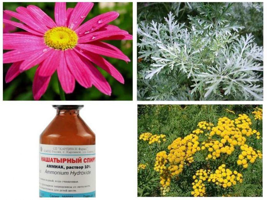 Remèdes populaires contre les puces