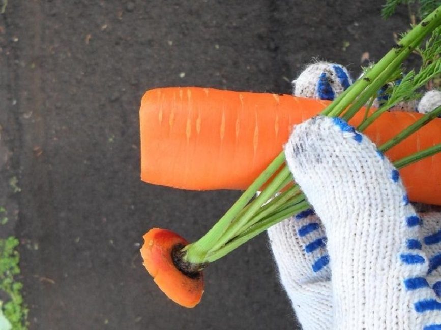 Taille haute pour éviter la germination