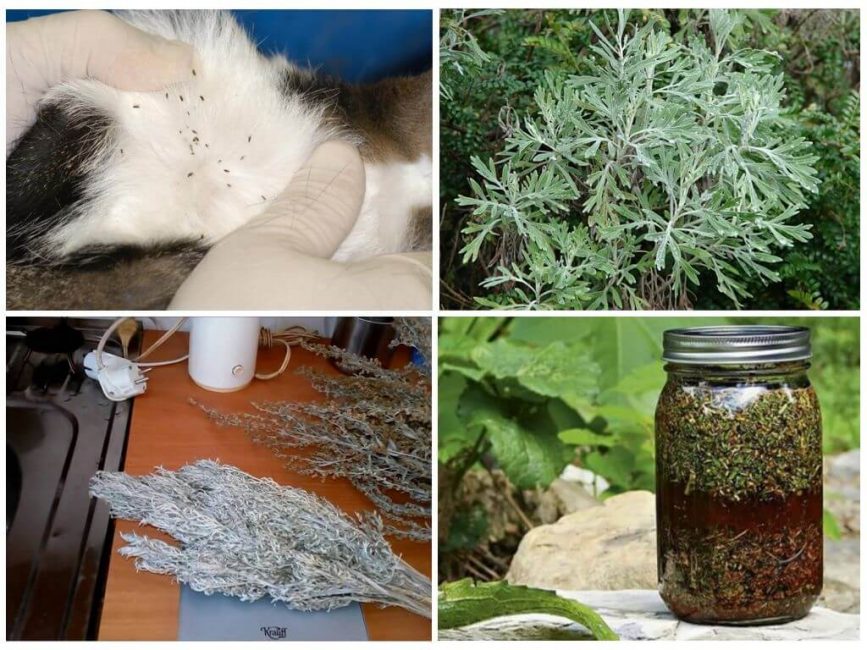 Absinthe pour la lutte antiparasitaire