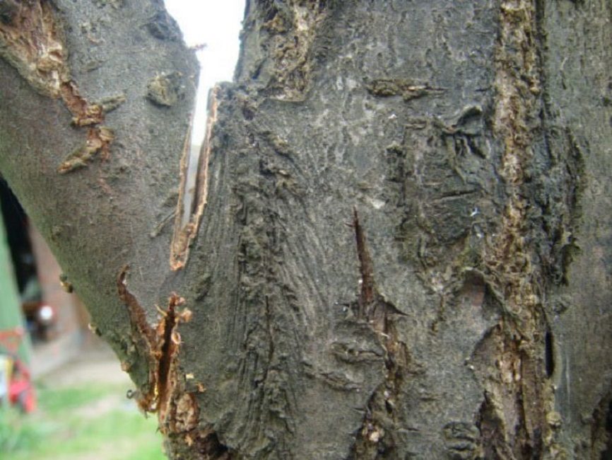 Coupe correcte d'une branche épaisse