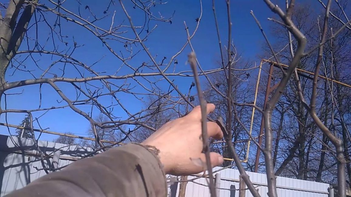 Un exemple de taille incorrecte d'un pommier