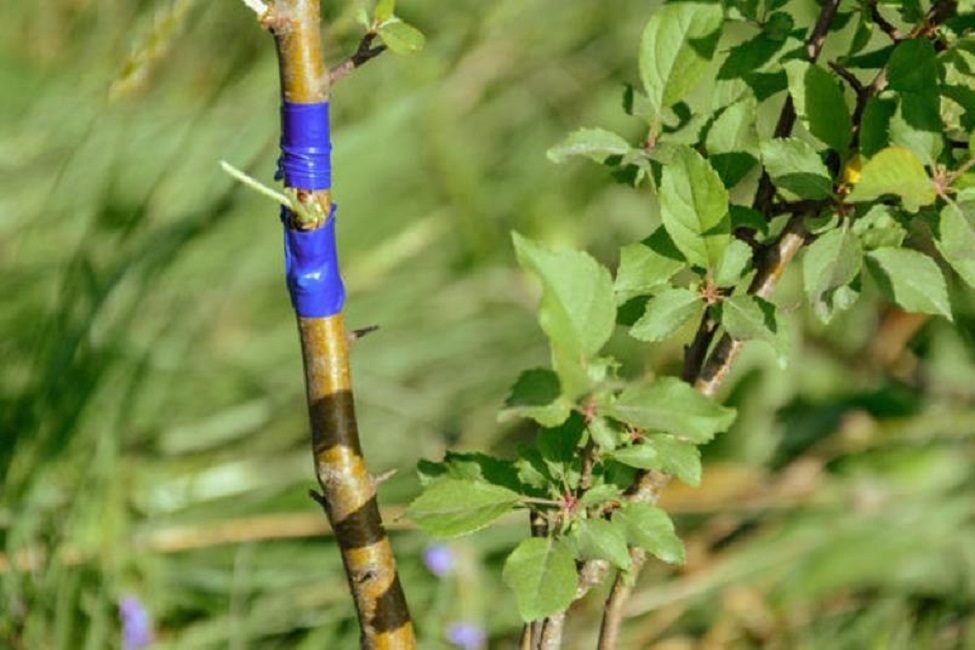 Greffe par bourgeon ou oeil