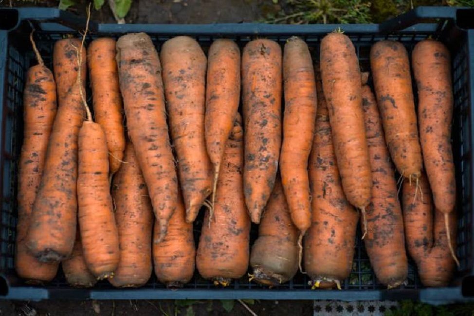 Récolte de carottes récoltées, triées par taille de racine