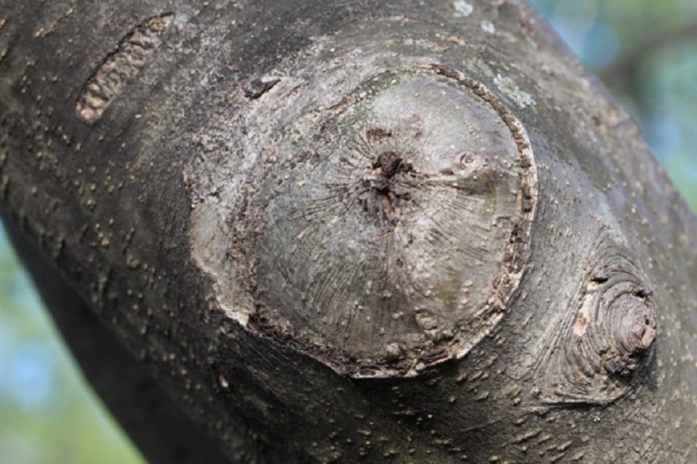 Raccourcir les pousses de deux ans avec un sécateur
