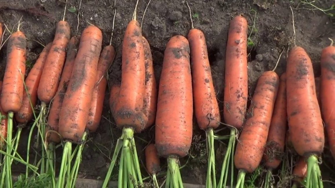 déterrer les plantes-racines