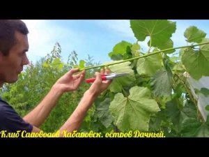 [VIDEO] Tailler la vigne en été