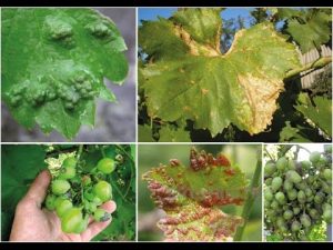 [VIDEO] Dangereuses maladies de la vigne