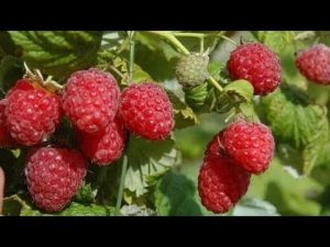 [VIDEO] Les variétés de framboises les plus productives