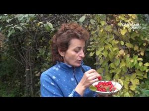 [VIDEO] Comment faire pousser la citronnelle