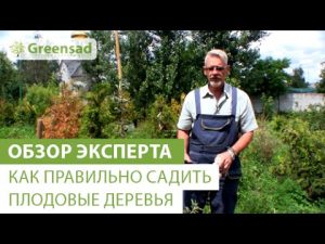 [VIDÉO] Comment bien planter des arbres fruitiers