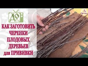 [VIDEO] Comment préparer les boutures d