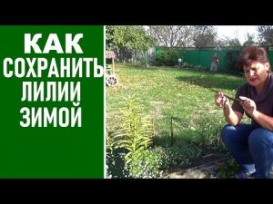 [VIDEO] Préparer les lys pour l