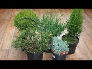 [VIDEO] Cinq conifères durables pour votre jardin