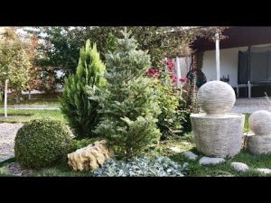 [VIDÉO] Plantes résineuses