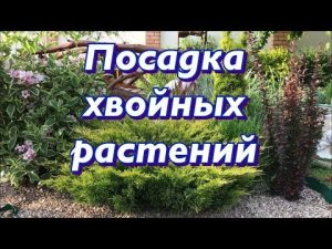 [VIDÉO] Planter des conifères pour les débutants