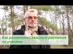 [VIDÉO] Comment placer des plantes résineuses sur le site