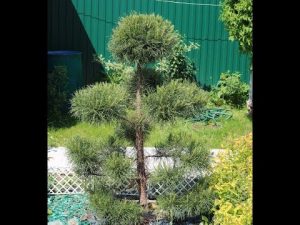 [VIDÉO] Formation des pins