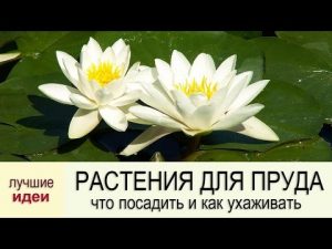 [VIDEO] Quelles plantes aquatiques planter dans le bassin