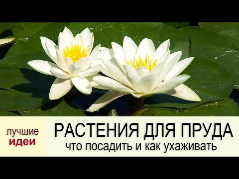 [VIDEO] Quelles plantes aquatiques planter dans le bassin