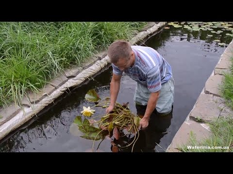 [VIDEO] Planter un nénuphar dans un bassin