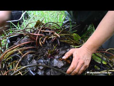 [VIDEO] Comment sauver un nénuphar en hiver