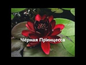 [VIDEO] Comment transplanter et diviser un nymphée dans un étang