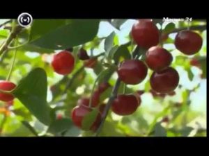 [VIDÉO] Description des variétés de cerises de l