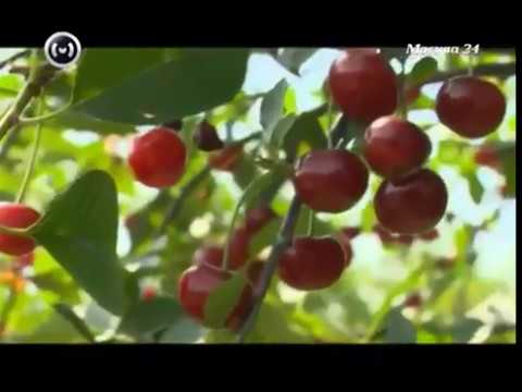 [VIDÉO] Description des variétés de cerises de l'Institut d'Horticulture
