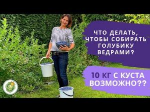 [VIDÉO] Récolter les myrtilles