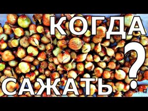 [VIDEO] Pourquoi le sevok est-il planté tôt ?