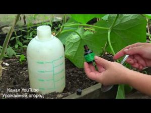 [VIDÉO] Sauver les concombres de toutes les maladies