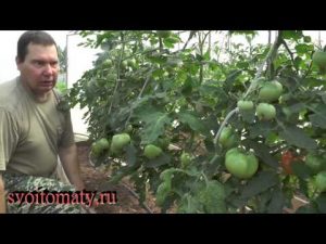 [VIDEO] Quand et comment tailler les feuilles des tomates