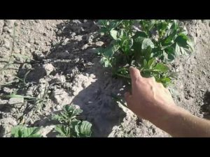 [VIDEO] Comment ne pas cracher les pommes de terre ?