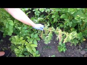 [VIDÉO] Les pommes de terre flétrissent. Qui est le ravageur ?