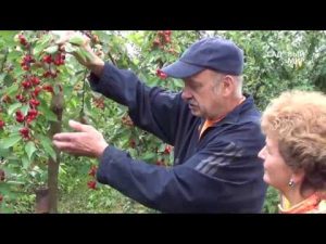[VIDEO] Les cerises les plus fructueuses. Variétés de cerises pour la voie du milieu