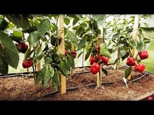 [VIDÉO] Secrets de façonnage du poivre