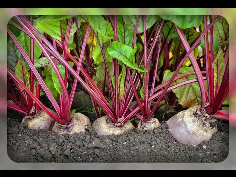 [VIDEO] Pour que naissent les betteraves