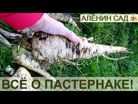 [VIDÉO] Ce qu'il faut savoir sur le panais