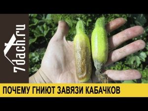 [VIDEO] Pourquoi les ovaires pourrissent dans les courgettes