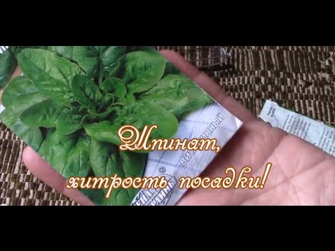[VIDÉO] Épinards. L'astuce pour planter des épinards !