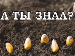 [VIDEO] Cultiver du maïs pas à pas