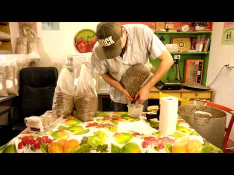 [VIDEO] Shiitake, fabrication de blocs de champignons