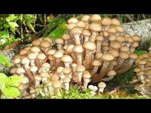 [VIDEO] Comment faire pousser instantanément beaucoup de champignons sur votre site