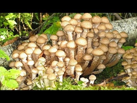 [VIDEO] Comment faire pousser instantanément beaucoup de champignons sur votre site