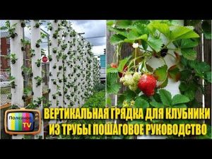 [VIDEO] Lit vertical pour fraises